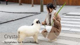  Presentation with sheep - 