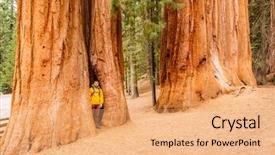  Presentation with states - Slide set consisting of tourist with backpack hiking in sequoia national park california united states background and a coral colored foreground