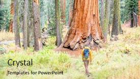  Presentation with states - Audience pleasing PPT theme consisting of tourist with backpack hiking in sequoia national park california united states backdrop and a blonde colored foreground