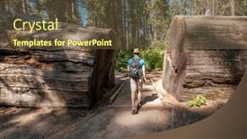  Presentation with united - Slide set enhanced with tourist with backpack hiking in calaveras big trees state park california united states background and a tawny brown colored foreground