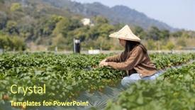  Presentation with strawberry - 