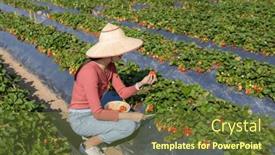  Presentation with strawberry - 