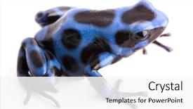  Presentation with central america - Amazing PPT layouts having toxic - blue poison dart frog dendrobatees auratus backdrop and a white colored foreground