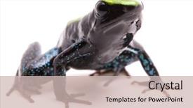  Presentation with tropical forest - Slides with toxic - kokoe poison dart frog phyllobates aurotaenia background and a soft green colored foreground