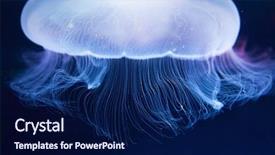  Presentation with jelly - Amazing PPT layouts having toxic free - aurelia jelly fish cnidaria scyphozoa backdrop and a navy blue colored foreground