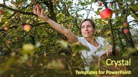  Presentation with smell - Cool new PPT theme with toxic free - middle aged woman picking apples backdrop and a tawny brown colored foreground