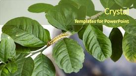  Presentation with toxic - Slide deck enhanced with toxic gypsy moths prevention using background and a tawny brown colored foreground