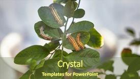  Presentation with toxic - Amazing PPT theme having toxic gypsy moths prevention using backdrop and a tawny brown colored foreground