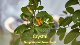  Presentation with toxic - Slide set consisting of toxic gypsy moths prevention using background and a tawny brown colored foreground