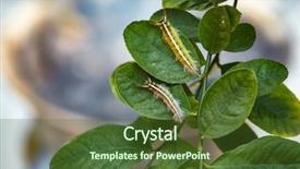  Presentation with toxic - Beautiful slide deck featuring toxic gypsy moths prevention using backdrop and a tawny brown colored foreground