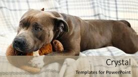  Presentation with broken home - Colorful PPT layouts enhanced with toy bunny rabbit on home backdrop and a coral colored foreground