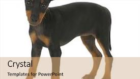  Presentation with puppy - Cool new presentation theme with toy manchester terrier puppy standing backdrop and a coral colored foreground