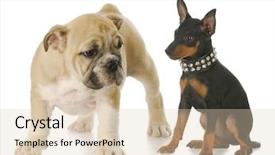  Presentation with english bulldog - Amazing theme having toy manchester terrier puppy backdrop and a lemonade colored foreground