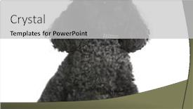  Presentation with poodle - Colorful slides enhanced with toy-poodle-4-years-old backdrop and a light gray colored foreground