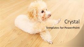  Presentation with poodle - Presentation theme consisting of toy poodle lying on floor and giving hand background and a lemonade colored foreground