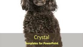  Presentation with poodle - Audience pleasing slide deck consisting of toy poodle sitting against white background backdrop and a tawny brown colored foreground