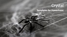  Presentation with horror - Cool new PPT theme with toy spider on artificial cobweb backdrop and a  colored foreground