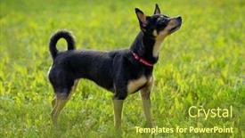  Presentation with toy - Slides with toy-terrier-on-the-spring background and a gold colored foreground