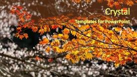  Presentation with japan sakura - Presentation theme consisting of toyota - autumn background red leave background and a tawny brown colored foreground