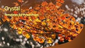  Presentation with japan sakura - Slide set consisting of toyota - autumn background red leave background and a tawny brown colored foreground