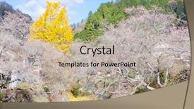  Presentation with sakura - Audience pleasing PPT layouts consisting of toyota - nagoya obara autumn landscape backdrop and a  colored foreground