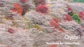  Presentation with sakura - Audience pleasing PPT layouts consisting of toyota - nagoya obara autumn landscape backdrop and a gray colored foreground