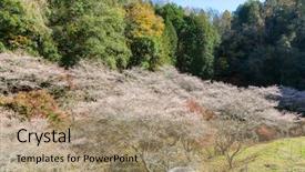 Presentation with sakura - Audience pleasing slides consisting of toyota - nagoya obara autumn landscape backdrop and a  colored foreground