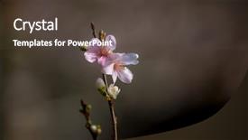  Presentation with japan sakura - Audience pleasing slides consisting of toyota - sakura cherry blossoms for spring backdrop and a tawny brown colored foreground