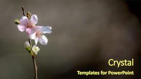  Presentation with japan sakura - PPT theme enhanced with toyota - sakura cherry blossoms for spring background and a wine colored foreground