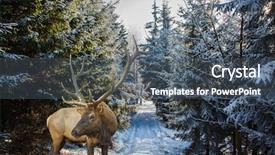  Presentation with forest morning - Cool new presentation design with red deer antlered went for walk early morning in forest glade with traces of skis christmas forest in the snow backdrop and a dark gray colored foreground
