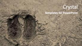  Presentation with cow - Colorful PPT theme enhanced with track of cow hoof backdrop and a coral colored foreground