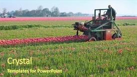  Presentation with tulip - Colorful presentation theme enhanced with tractor afield that the truncated backdrop and a tawny brown colored foreground