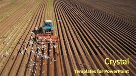  Presentation with birds flying - Colorful presentation enhanced with tractor farmer sows grain hungry backdrop and a tawny brown colored foreground