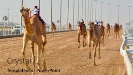  Presentation with qatar - Audience pleasing slide deck consisting of traditional-camel-dromadery-race backdrop and a coral colored foreground