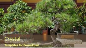  Presentation with bonsai - Theme enhanced with traditional-chinese-bonsai-tree background and a tawny brown colored foreground
