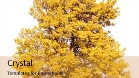  Presentation with traditional medicine medicine - Audience pleasing theme consisting of traditional chinese herbal medicine ingredients with not real hieroglyphs close-up backdrop and a gold colored foreground