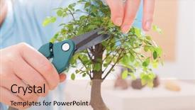  Presentation with bonsai - Beautiful presentation featuring traditional chinese uniform trimming bonsai backdrop and a coral colored foreground