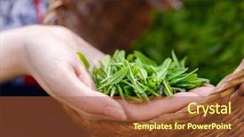  Presentation with traditional - Beautiful slide deck featuring traditional clothes picking tea backdrop and a red colored foreground