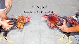  Presentation with bali - Slide deck having traditional cock fighting in bali background and a light gray colored foreground