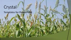 Presentation with crop - Slide deck consisting of traditional crop of india background and a light blue colored foreground