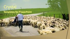  Presentation with shepherd sheep - Presentation theme with traditional farming shepherd and sheep background and a tawny brown colored foreground