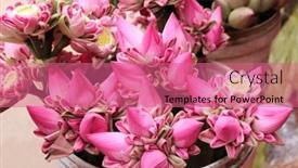  Presentation with pink lotus flower - PPT theme with traditional-flowers-offering-for-donation background and a coral colored foreground