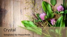  Presentation with herbs - Cool new slides with green clover leafs border - herbs over wood treatment plant backdrop and a coral colored foreground