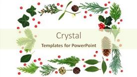  Presentation with holly - Presentation with traditional-natural-winter-flora-background background and a cream colored foreground