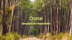  Presentation with pine forest - Colorful slide set enhanced with traditional-pine-tree-forest backdrop and a tawny brown colored foreground