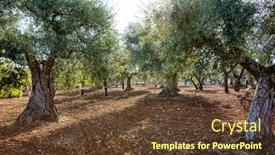  Presentation with olive trees - Beautiful presentation theme featuring traditional-plantation-of-olive-trees backdrop and a tawny brown colored foreground