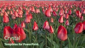  Presentation with springtime - Amazing PPT layouts having traditional red dutch tulip field in springtime backdrop and a tawny brown colored foreground