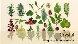  Presentation with flora fauna - Presentation design enhanced with traditional-winter-flora-fauna background and a lemonade colored foreground