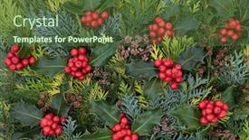  Presentation with new season - Amazing presentation having traditional-winter-holly-berry-evergreen backdrop and a tawny brown colored foreground