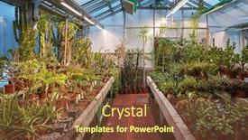  Presentation with succulents - Presentation theme having traditional-wooden-greenhouse-for-cacti background and a tawny brown colored foreground